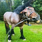 Hotel Olza Karczma I