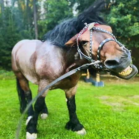 Hotel Olza Karczma I