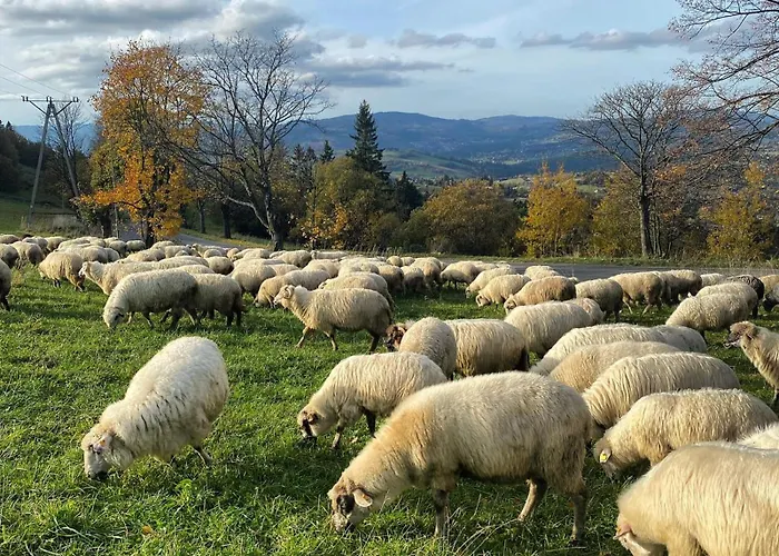 Olza Karczma I Otel *